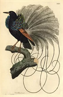 Jacques Gallery: Le Nebuleux bird of paradise, Paradisea nigricans