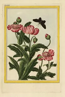 Curieuses Collection: Le Pavot a fleurs doubles