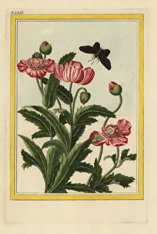 Enluminee Gallery: Le Pavot a fleurs doubles