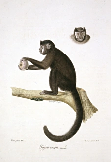 Arboreal Gallery: Le Sajou Brun, Male
