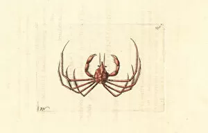 Cancer Collection: Leachs spider crab, Inachus phalangium