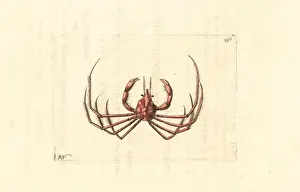 Leachs spider crab, Inachus phalangium