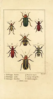 Images Dated 31st March 2020: Leaf beetles