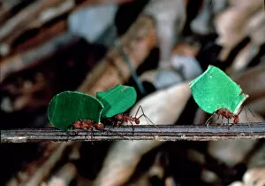 Arthropod Gallery: Leaf-cutter ants carrying pieces of leaf