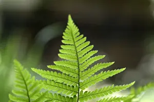 Polypodiophyta Prints: Leaf of fern in the Wildlife Garden