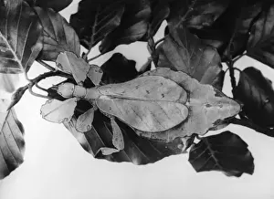 Virtually Prints: Leaf Insect