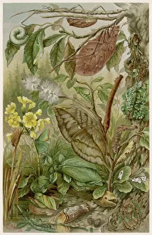 Locust Prints: LEAF INSECTS