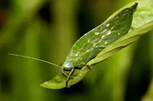 Feeds Prints: A Leaf Katydid feeds on a leaf in undegrowth of