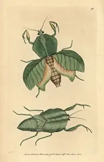 Mantis Prints: Leaf mantis, Choeradodis strumaria