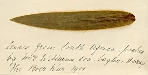 Bugler Prints: Leaf from South Africa picked during the Boer War