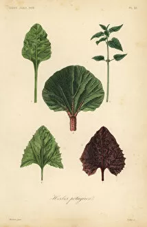 Reveil Collection: Leaf vegetables
