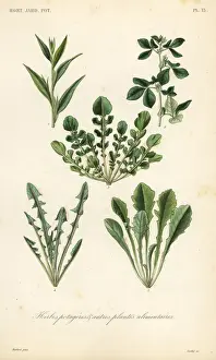 Leaf vegetables