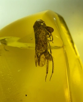 Leafhopper bug in Dominican amber Leafhopper bug in Dominican amber