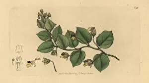 Antirrhinum Gallery: Leafless bluebush, Kickxia spuria