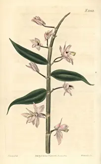 Leafless Prints: Leafless dendrobium orchid, Dendrobium aphyllum