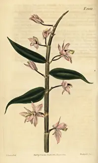 Leafless dendrobium orchid, Dendrobium aphyllum