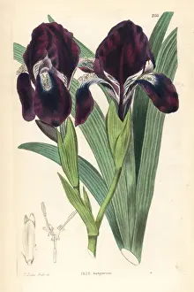 Dalton Prints: Leafless iris, Iris aphylla