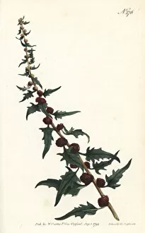 Leafy goosefoot, Chenopodium foliosum
