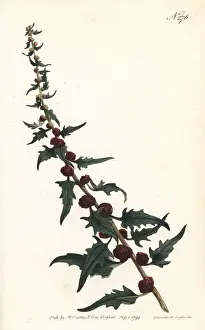 Sansom Prints: Leafy goosefoot, Chenopodium foliosum