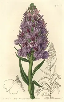 Leafy Prints: Leafy orchid, Dactylorhiza foliosa