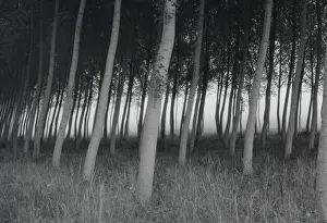 Leaning Trees