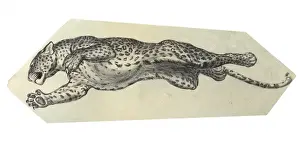Leaping leopard