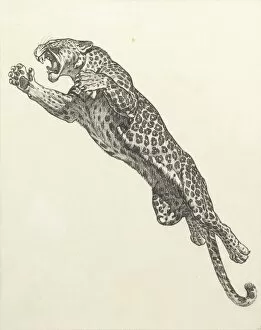 Leaping Collection: A leaping leopard