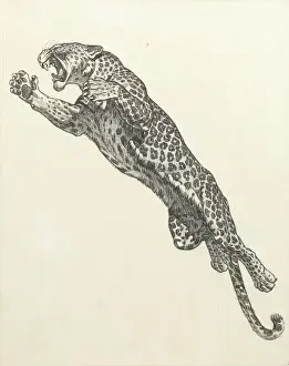 Jump Prints: A leaping leopard