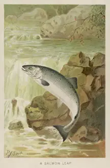 Leaping Salmon