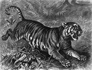 Leaping Prints: Leaping Tiger