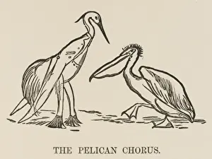 Fins Prints: Lear / Pelican Chorus / C19