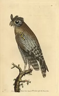 Least-horned owl, Strix pulchella