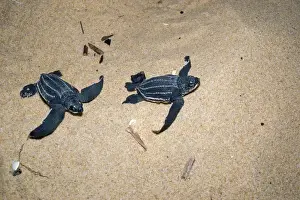 Turtles Prints: Leatherback / Leathery Turtle - YOUNG
