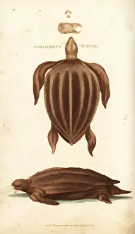 Leatherback sea turtle, Dermochelys coriacea