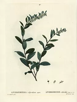 Arbustes Gallery: Leatherleaf, Chamaedaphne calyculata