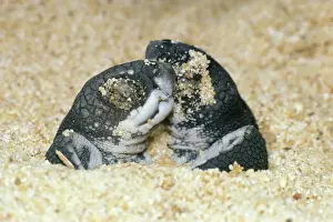 Turtles Prints: Leathery Turtle - newborn