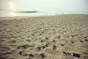 Turtles Prints: Leathery Turtle - young heading to sea