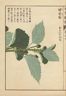 Leaves of Babchi or scurf pea, Psoralea corylifolia