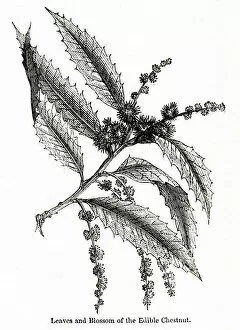 Chestnut Gallery: Leaves and blossom of edible chestnut, Fagus castanea