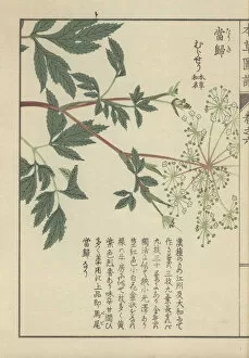Leaves and delicate white florets of the licorice-root