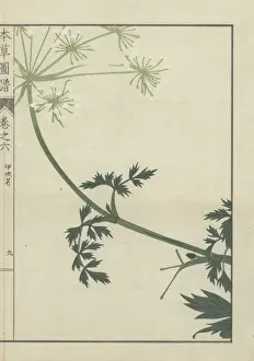 Carum Prints: Leaves and flowers on a delicate, curved stem of carum