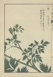 Frond Prints: Leaves and fronds of carum Carum halopetalum