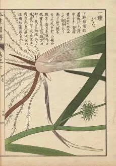 Roots Collection: Leaves, roots and seeds of bur-reed, Sparganium