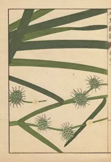 Honzo Prints: Leaves and seeds of bur-reed, Sparganium racemosum Huds