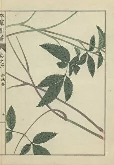 Burnet Collection: Leaves and stems of burnet saxifrage Pimpinella calycina