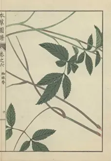 Pimpinella Prints: Leaves and stems of burnet saxifrage Pimpinella calycina