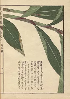 Alpinia Gallery: Leaves and stems of galanga or galangal, Alpinia
