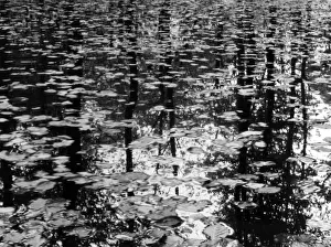 Static Prints: Leaves on Water