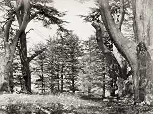 Foliage Gallery: Lebanese cedar trees, photogrraphed by Frrancis Frith