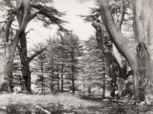 Woody Plant Prints: Lebanese cedar trees, photogrraphed by Frrancis Frith
